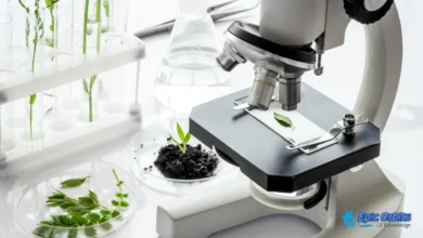 Biotechnology in Agriculture Sustainable Farming Solutions